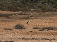 Trappen [Otidiformes]